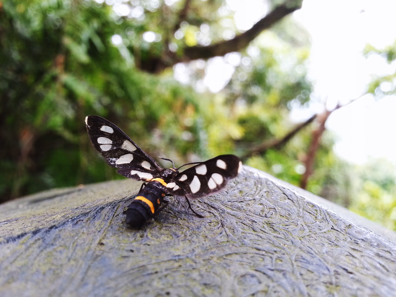 A close-up of a moth on a textured surface with a blurred green background.